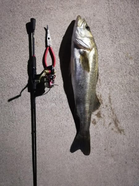 アジングタックルでランカー