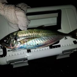 (尺アジ)フロートゲーム