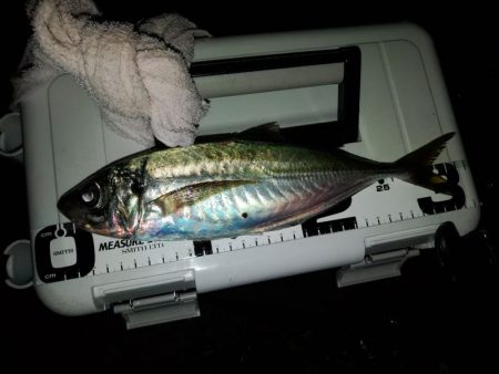 (尺アジ)フロートゲーム