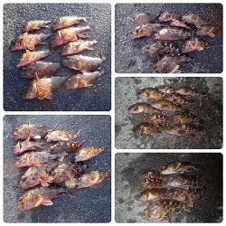 爆釣！ガシラ&アコウ！