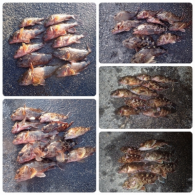 爆釣！ガシラ&アコウ！