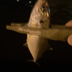 昨日のホゲと今日のアジ