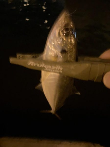 昨日のホゲと今日のアジ