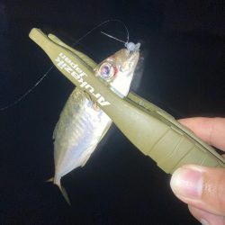 豆アジ釣果ですが