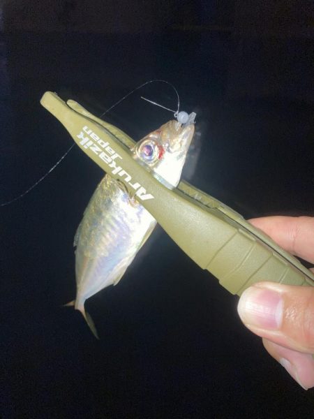 豆アジ釣果ですが