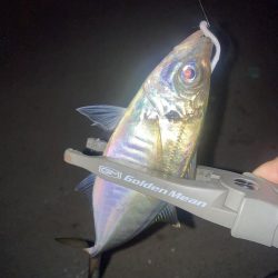 舞洲ダメで湾奥へ と ジグヘッドの重さの決め方