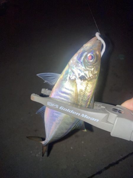 舞洲ダメで湾奥へ と ジグヘッドの重さの決め方