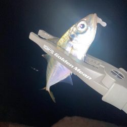 舞洲活性低いけどやや復調 と スローなアジングのライン選択