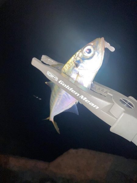 舞洲活性低いけどやや復調 と スローなアジングのライン選択