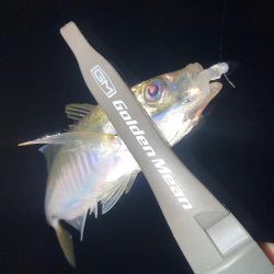 ヨコシマなアジング