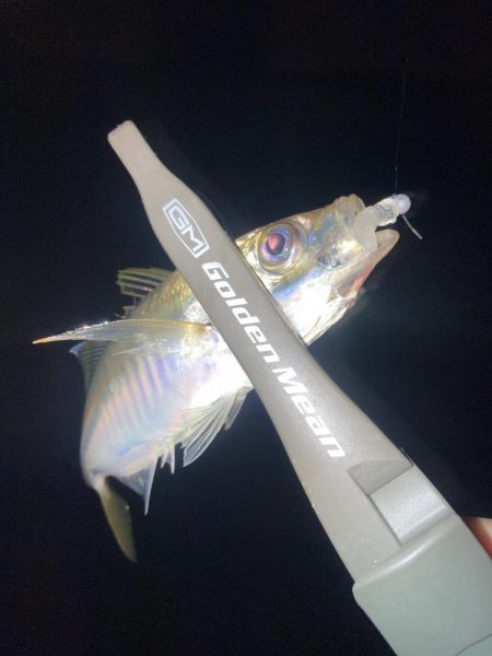 ヨコシマなアジング