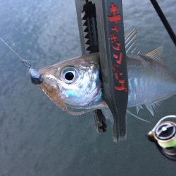 無限豆アジング