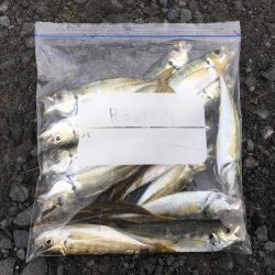 ド表層アジング