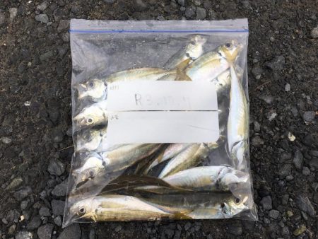 ド表層アジング