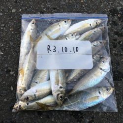 ホーム漁港の朝マズメ