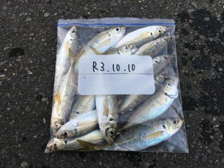 ホーム漁港の朝マズメ