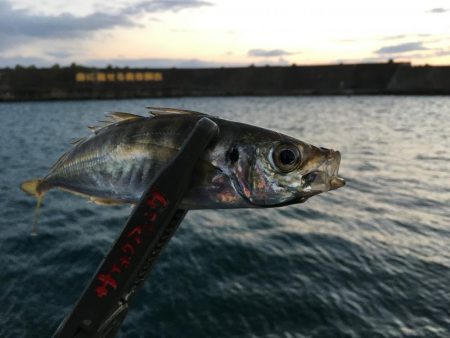 アジに被爆した日