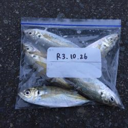 こんな悶絶アジングもアリ