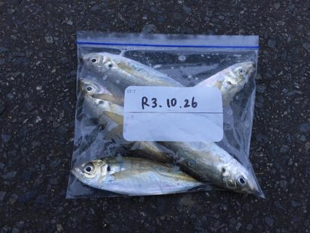 こんな悶絶アジングもアリ