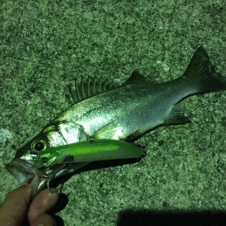 A.P.Pフィッシングガイドサービス　テス…