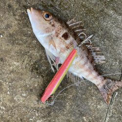 A.P.Pフィッシングガイドサービス 未だ見ぬ磯をチェック後、久しぶりの青物をトップでキャッチに至る