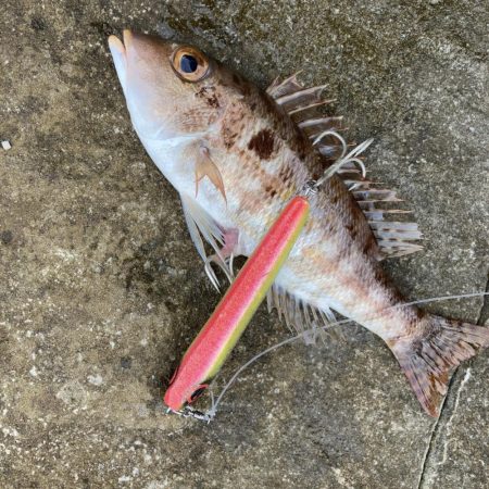 A.P.Pフィッシングガイドサービス 未だ見ぬ磯をチェック後、久しぶりの青物をトップでキャッチに至る