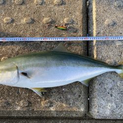 神戸空港で初のメジロ！！