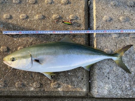 神戸空港で初のメジロ！！