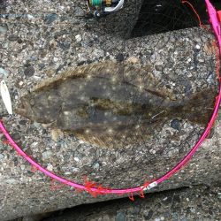 青物は不発だけど