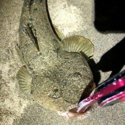 まだまだマゴチ