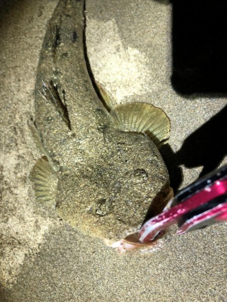 まだまだマゴチ