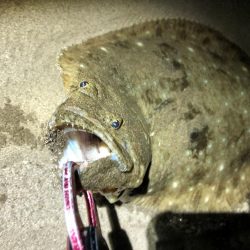 フラットフィッシュ　３種盛り