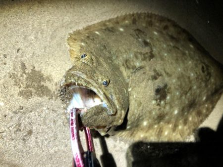 フラットフィッシュ　３種盛り