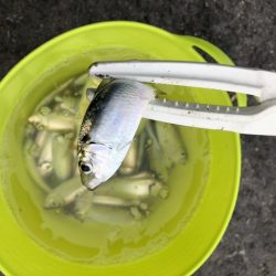 サビキ釣りでサッパ