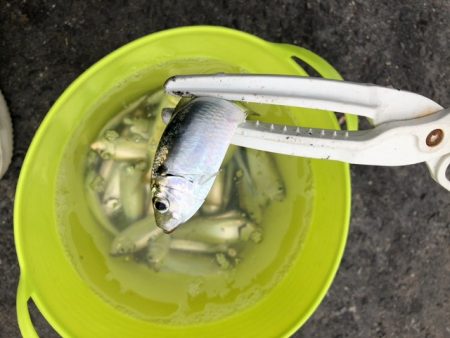サビキ釣りでサッパ