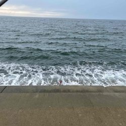 連日青物キャッチ!イカはダメでした