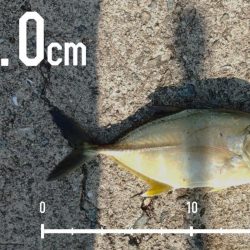 エビ撒き釣りで好釣果!!