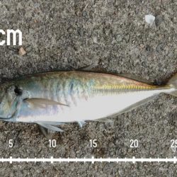 エビ撒き釣りで尺アジGET！！