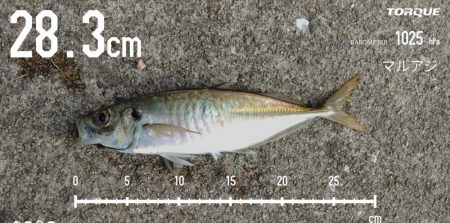 エビ撒き釣りで尺アジGET！！