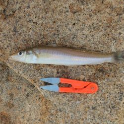 好天のキス釣り