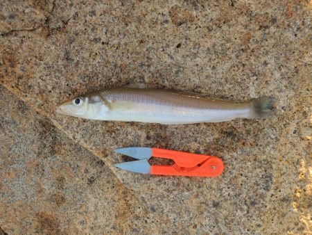 好天のキス釣り