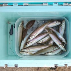 落ちギス釣り　フグの猛攻