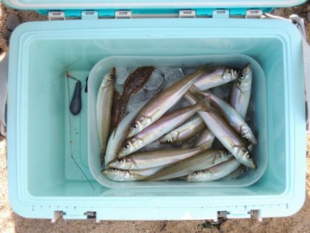 落ちギス釣り　フグの猛攻