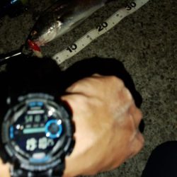 ぶらシーバス！！