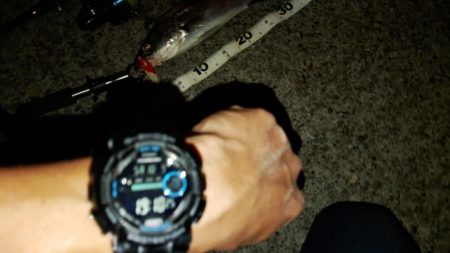 ぶらシーバス！！