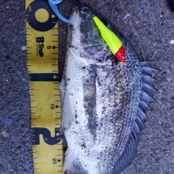 ぶらシーバス！！