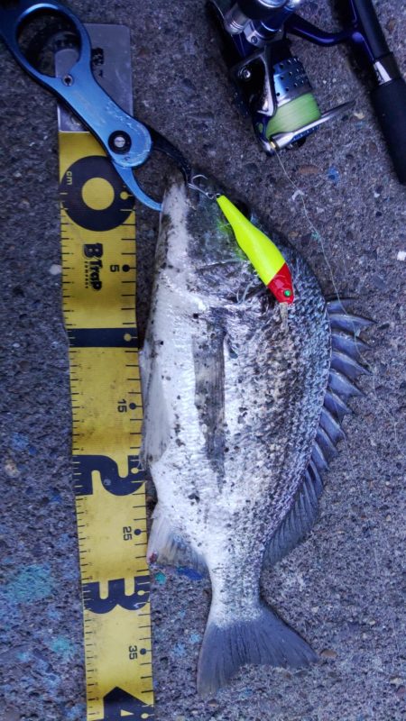 ぶらシーバス！！