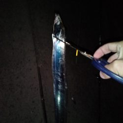 今年初の陸っぱり太刀魚