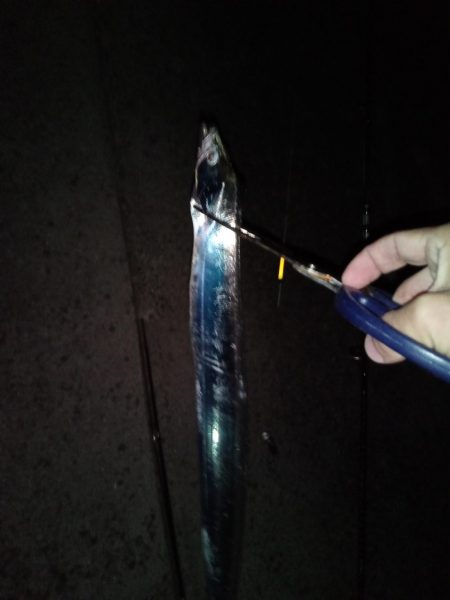 今年初の陸っぱり太刀魚