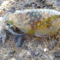 きびし～晴れの日中？？